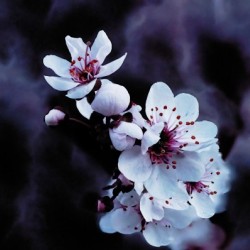 Night Flowers